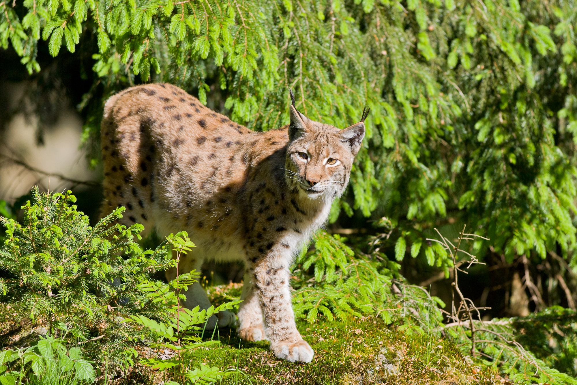 Bavarian Forest Summer