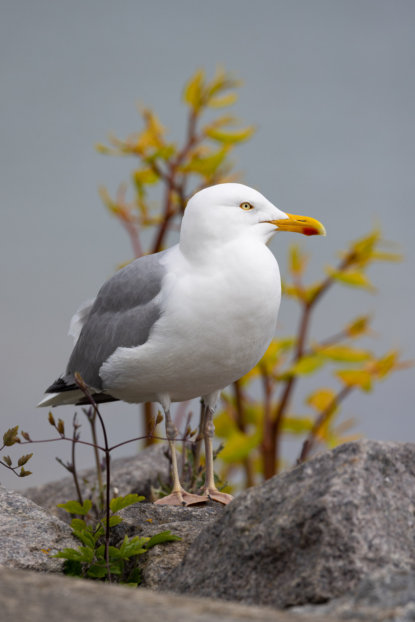 Helgoland v2 0001