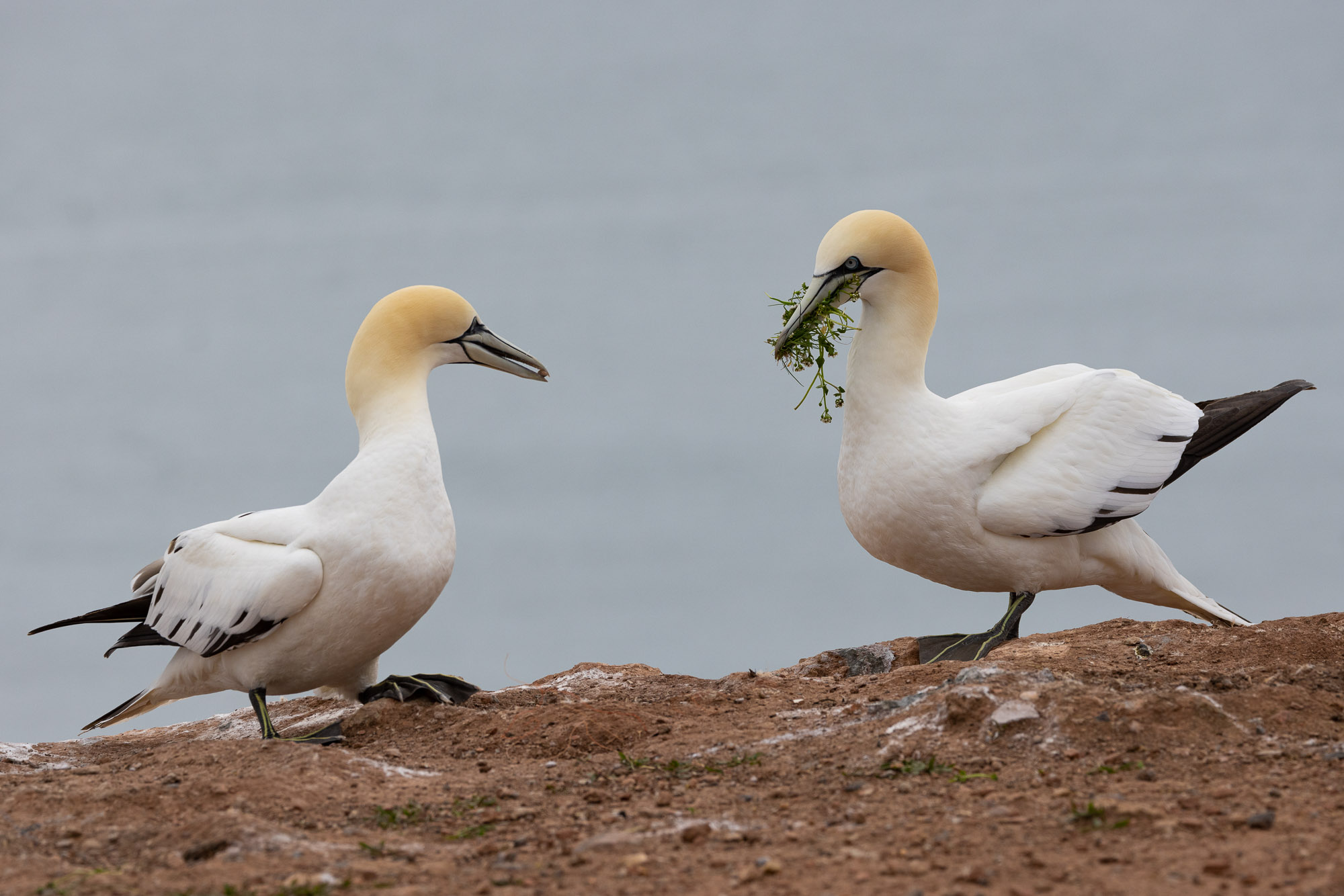 Helgoland v2 0010