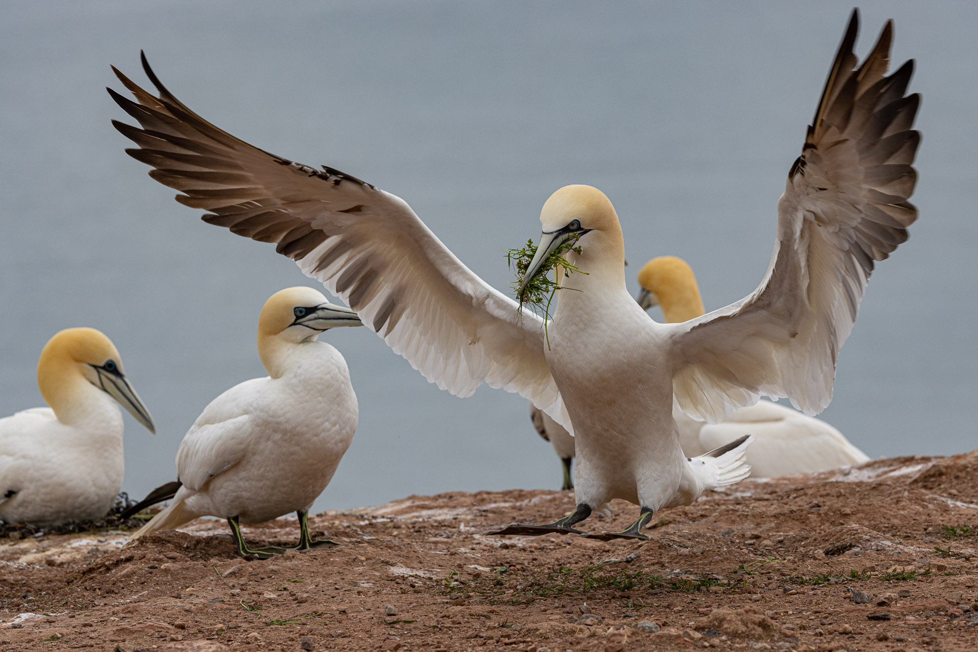 Helgoland v2 0011