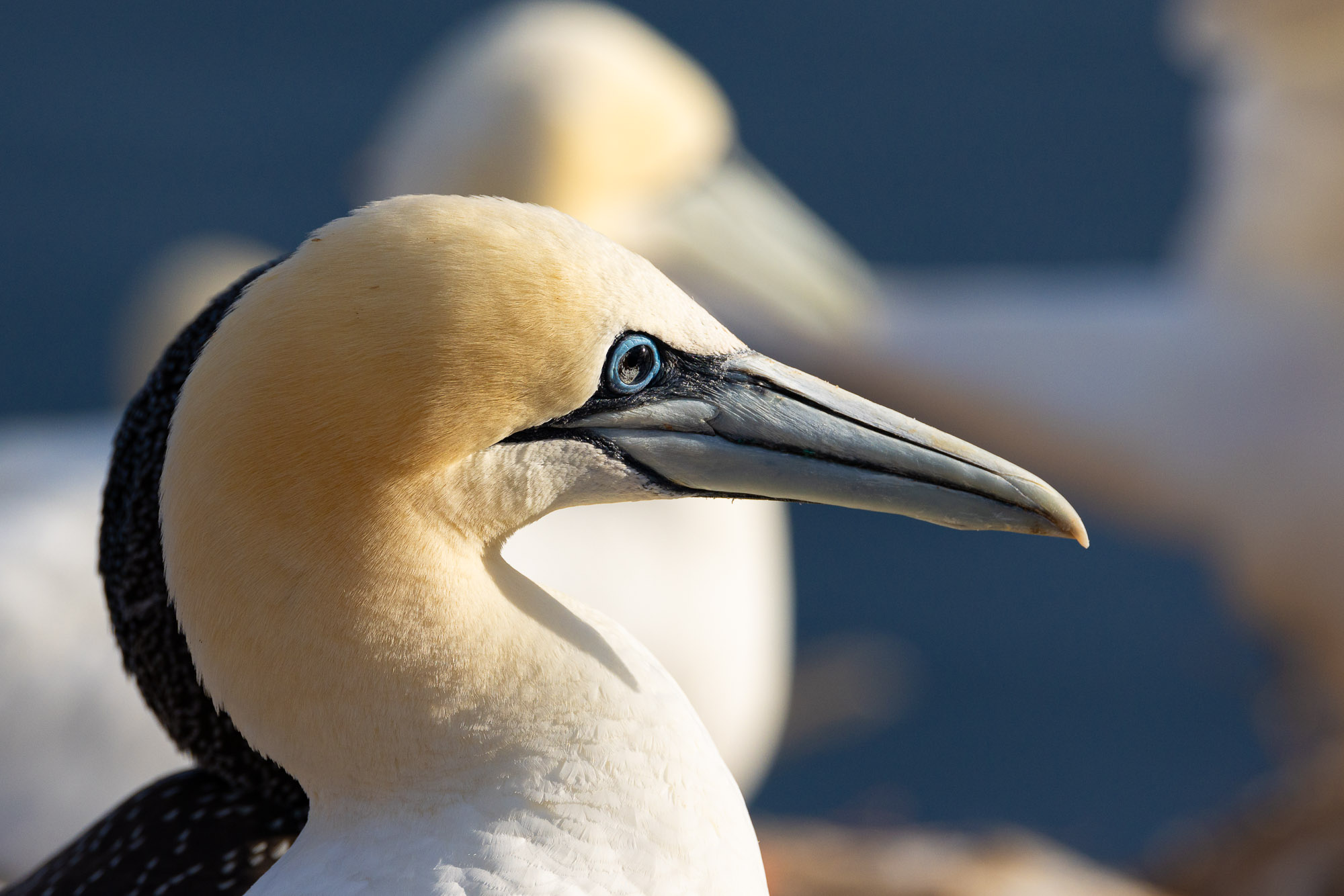 Helgoland v2 0058