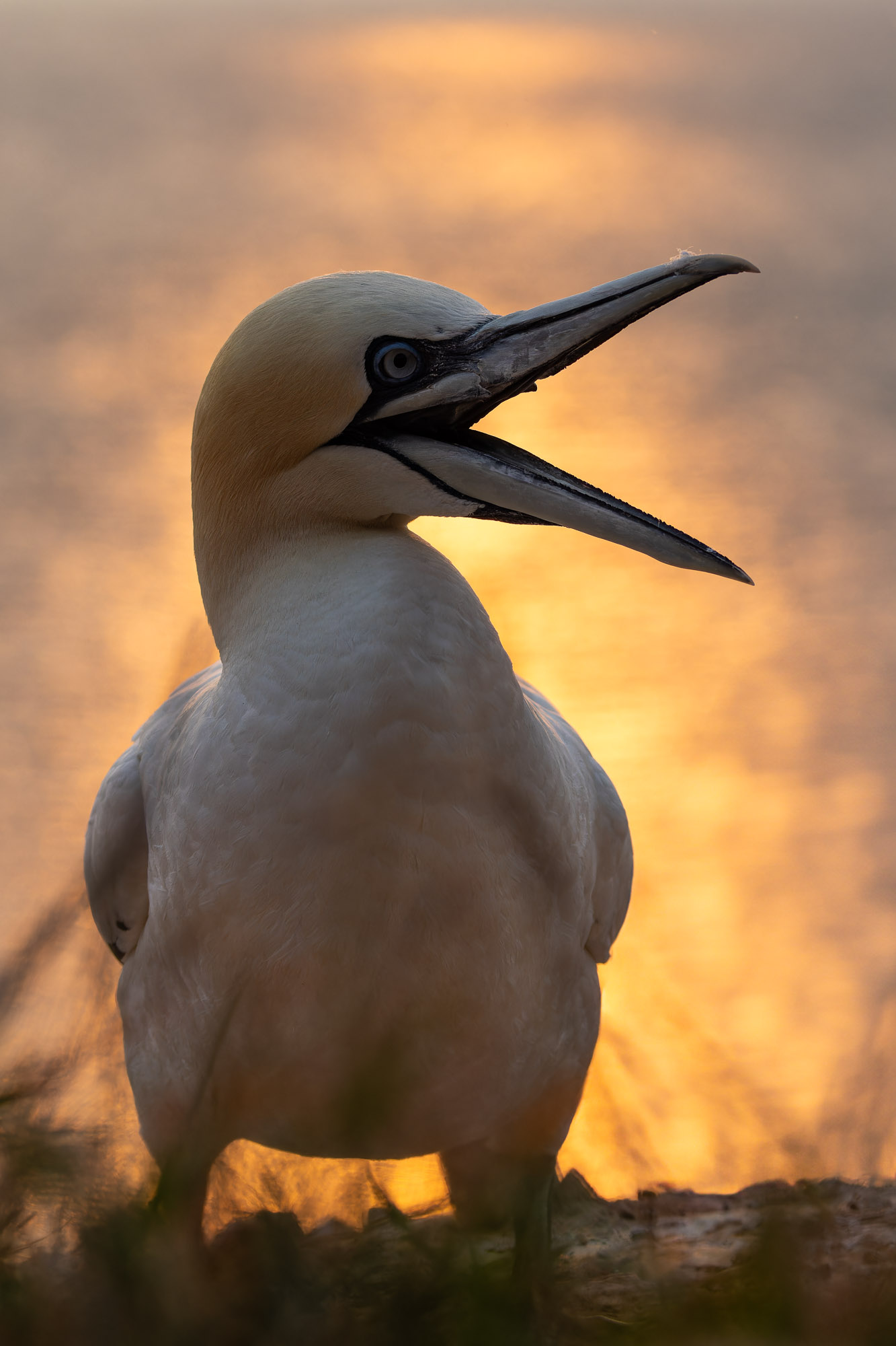 Helgoland v2 0071