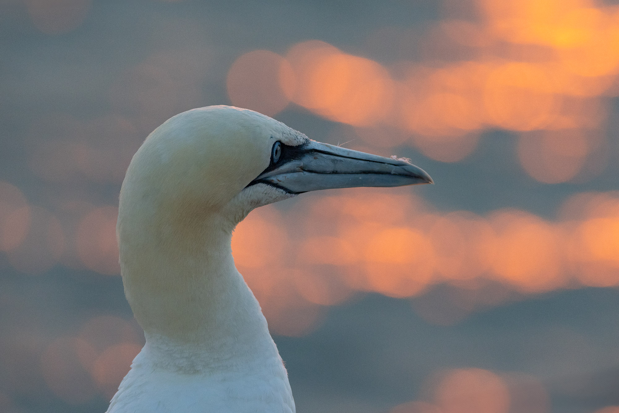 Helgoland v2 0072