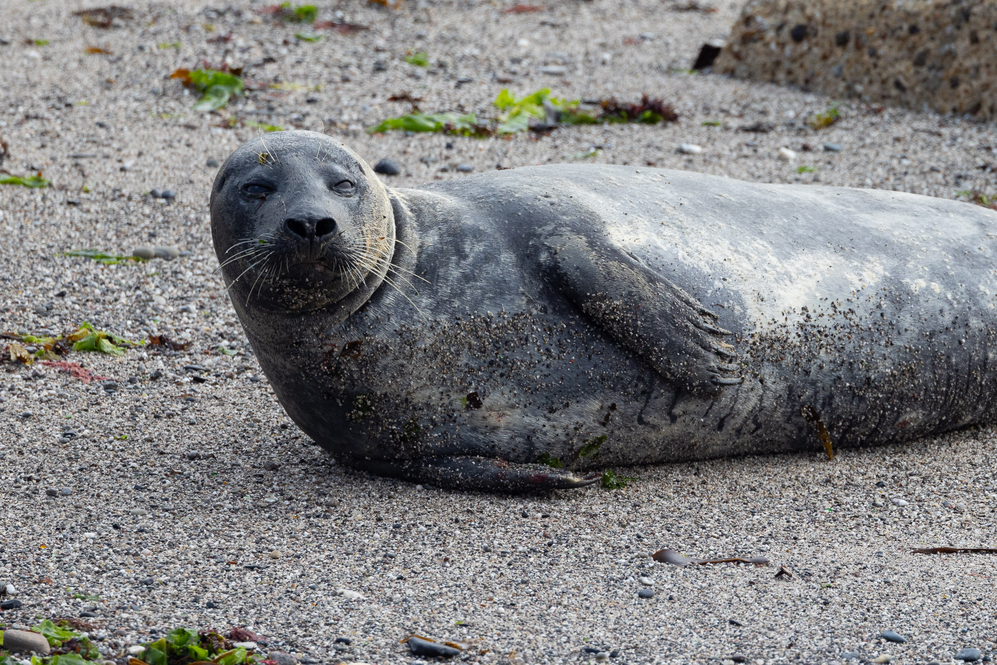 Helgoland v2 0085